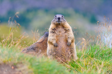 Murmeltier in den Alpen - marmot in the alps 18