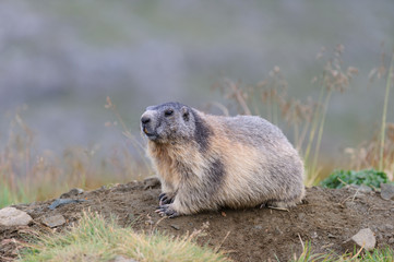Murmeltier in den Alpen - marmot in the alps 17