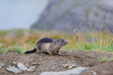 Murmeltier in den Alpen - marmot in the alps 16