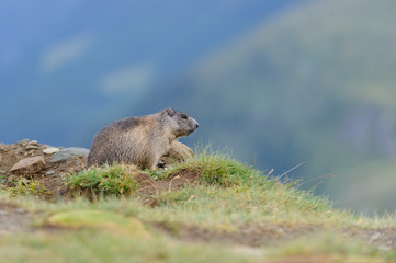 Naklejka na ściany i meble Murmeltier in den Alpen - marmot in the alps 8