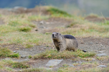 Naklejka na ściany i meble Murmeltier in den Alpen - marmot in the alps 7