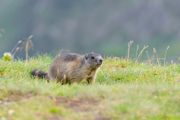 Murmeltier in den Alpen - marmot in the alps 6