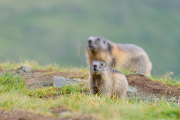 Naklejka na ściany i meble Murmeltier in den Alpen - marmot in the alps 5