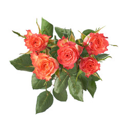 Fresh red roses over the white isolated background