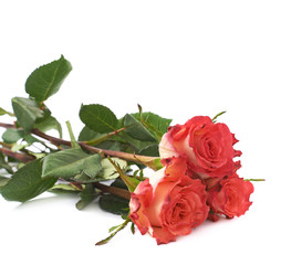 Three red rose isolated lying over the white surface