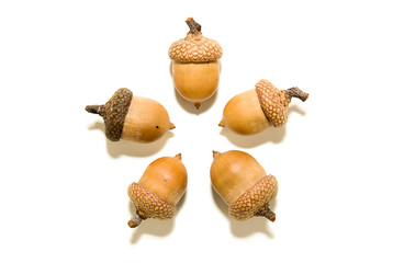 Five  brown acorns  with hats on over white