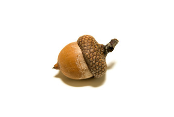 One  brown acorn  with hat on over white