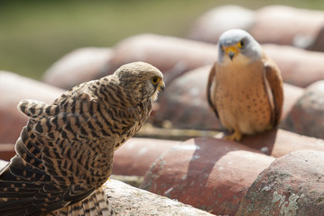 Couple of lesser kestrels on a roof. Extremadura (Spain).
