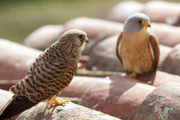 Couple of lesser kestrels on a roof. Extremadura (Spain).