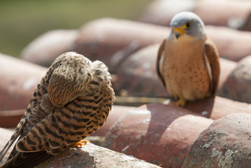 Couple of lesser kestrels on a roof. Extremadura (Spain).