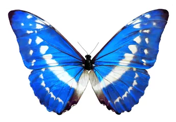Zelfklevend Fotobehang Vlinder blue morpho Helena butterfly, isolated on White. Blue butterfly with shiny wings.