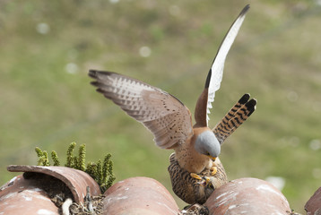 Lesser kestrels mating on a roof. Extremadura (Spain).