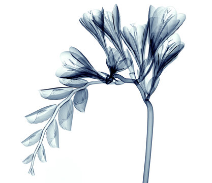 x-ray image of a flower isolated on white , the Freesia