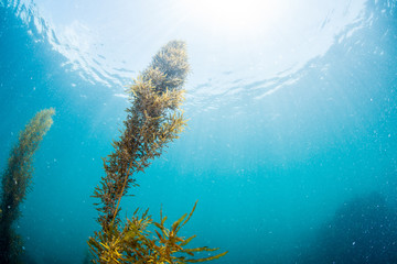seaweed © divedog