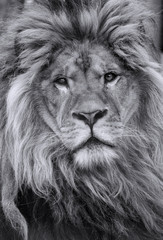 Lion d& 39 Afrique mâle