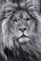 Store enrouleur Lion Lion d& 39 Afrique mâle