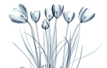 x-ray image of a flower isolated on white , the crocus - obrazy, fototapety, plakaty