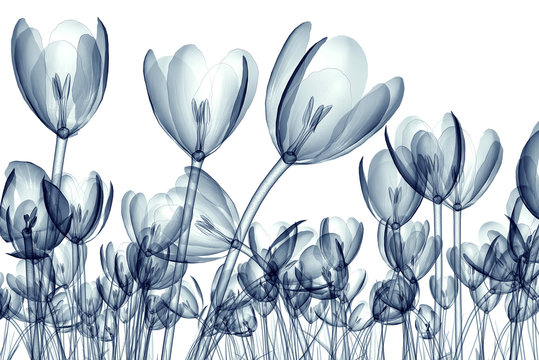 x-ray image of a flower isolated on white , the crocus © the_lightwriter