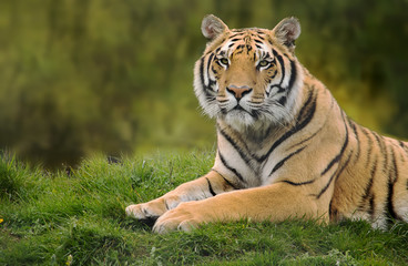 Fototapeta na wymiar Siberian tiger in the grass