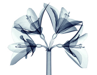 x-ray image of a flower isolated on white , the Amaryllis - obrazy, fototapety, plakaty