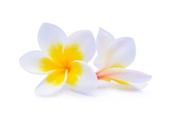 Foto op Plexiglas frangipanibloem die op witte achtergrond wordt geïsoleerd © wealthy lady