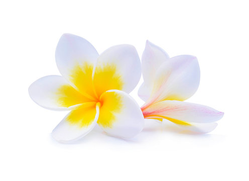 Fototapeta frangipani flower isolated on white background