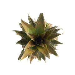 Whole pineapple isolated over white background