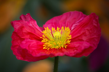 Closeup of a beautiful pink poppy flower