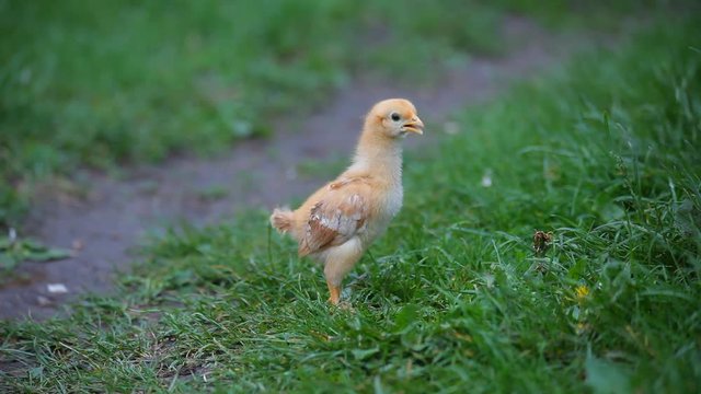 cute chick runing in the green grass