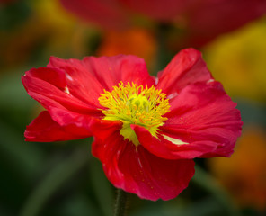 Closeup of a beautiful red poppy flower