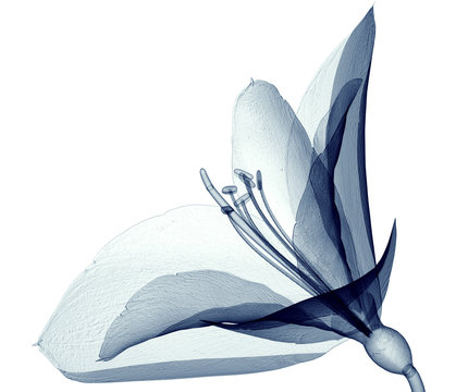 x-ray image of a flower isolated on white , the Amaryllis