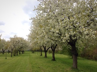 Fototapeta premium Cherry trees in bloom