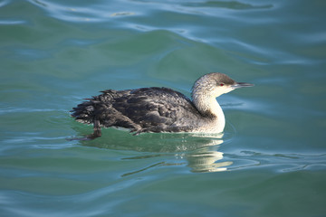 シロエリオオハム(Pacific Loon)