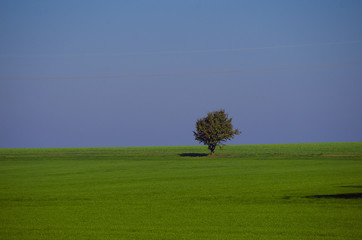 Baum auf freiem Feld