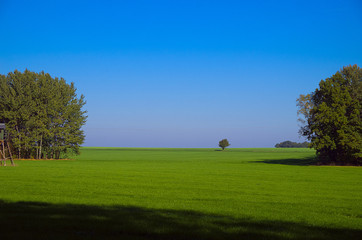Baum auf freiem Feld