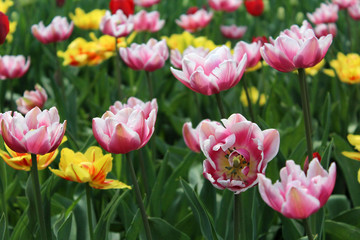 Delicate multi colored tulips