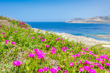 Beach Pelosa on Sardinia, Italy