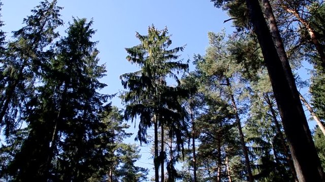 Tannen im Wind