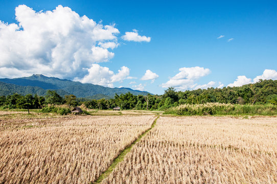 Thailand farm landscape