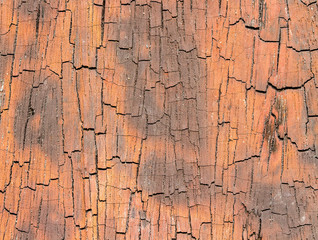 wood texture. background old panels