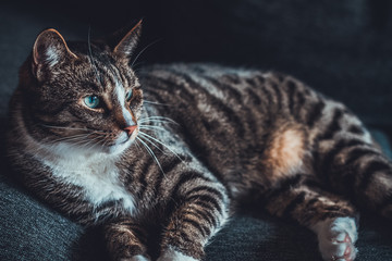 Cute tabby cat with green eyes