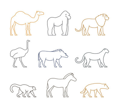 Colored vector line set of african animals © karpenko_ilia