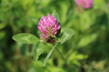 Red clover alfalfa in the meadow concentrated feed