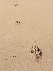 Dog paw print at the beach