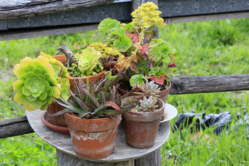 Gartengestaltung: Verschiedene Sukkulenten in Terrakotta-Töpfen