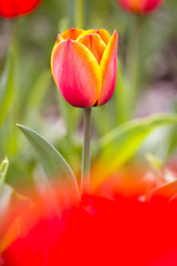 Red and Orange Tulip