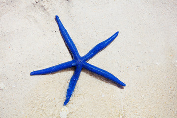 Blue star fish