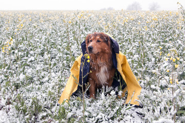 Hund im Regenmantel im Frühling sitzt in einem mit Schnee bedecktem Rapsfeld