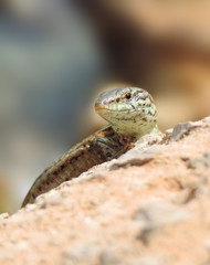 Wall lizard, selective focus.