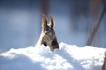 エゾリス,リス科リス属キタリス種の亜種